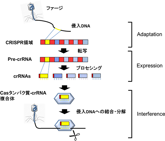 CRISPR-Casシステムの作用モデル（例）の図
