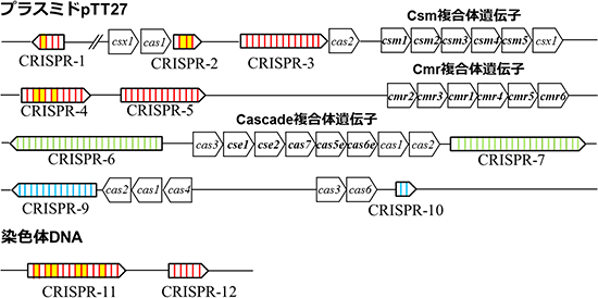 Thermus thermophilus HB8株の遺伝子に存在するCRISPR領域とcas遺伝子の図