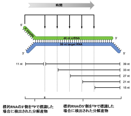 Thermus thermophilus のCmr複合体による標的RNAの切断様式の図