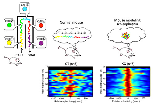 Figure showing abnormal activity in hippocampal place cells in mice modeling schizophrenia