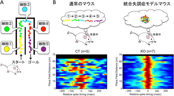 統合失調症モデルマウスが示す海馬の場所細胞の活動の図