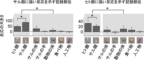 神経細胞の反応性の例の図