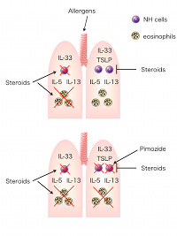 Schematic showing ho pimozide restores the effects of steroids on NH cells