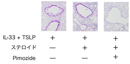 ピモジド投与による肺の炎症抑制の図
