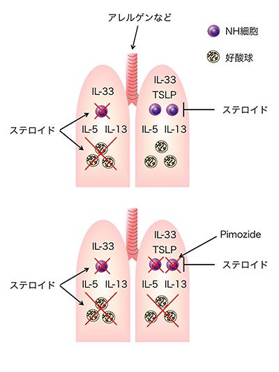 ピモジド投与によるステロイドの効果回復メカニズムの図