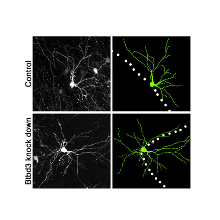 Image showing effect of BTBD3 gene deletion on the dendrite field