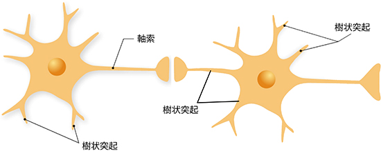 神経細胞（樹状突起と軸索）の図
