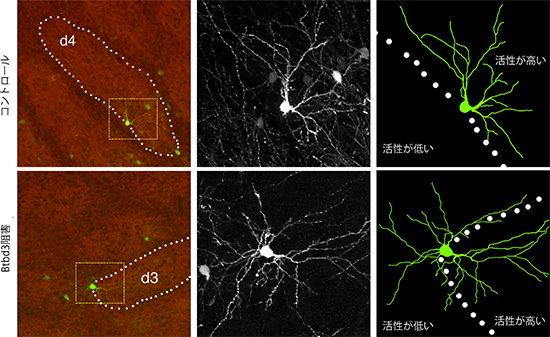 Btbd3を阻害したときのマウスのバレル皮質の神経細胞の図