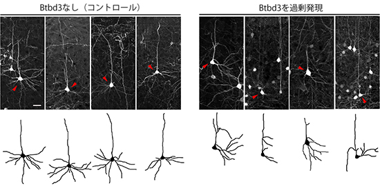 Btbd3を人為的に発現させたマウスの視覚野の図