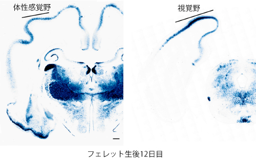 フェレットの視覚野におけるBtbd3の図