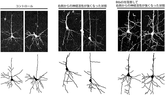 Btbd3を阻害したときのフェレットの視覚野の図