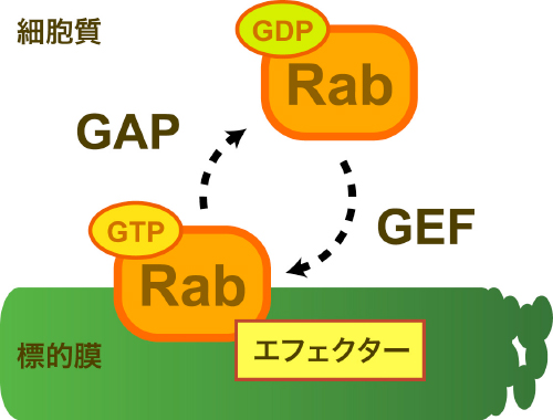 Rab GTPアーゼの活性化サイクルとエフェクターの図
