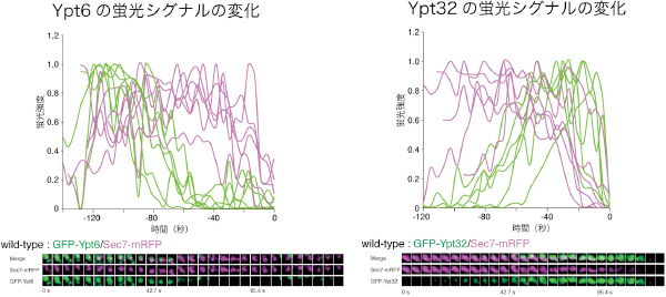 野生株のゴルジ体におけるYpt6とYpt32の挙動と蛍光シグナルの変化の図