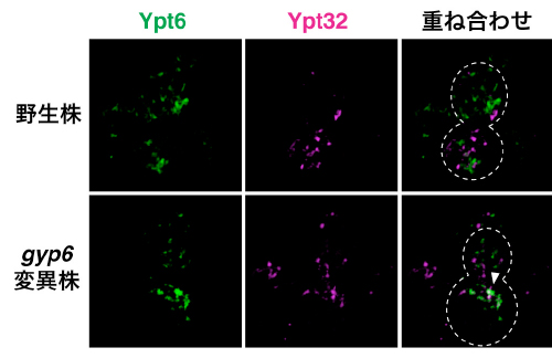 野生株とgyp6変異株におけるYpt6とYpt32の局在の図