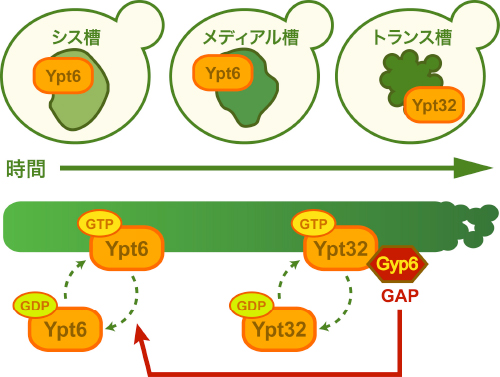 Rab GAPカスケードによるYpt6からYpt32への転換の図
