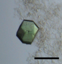 Hfq-カタラーゼ複合体の結晶の図