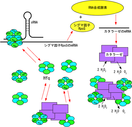 Hfqとカタラーゼ複合体のタンパク質合成制御のモデルの図