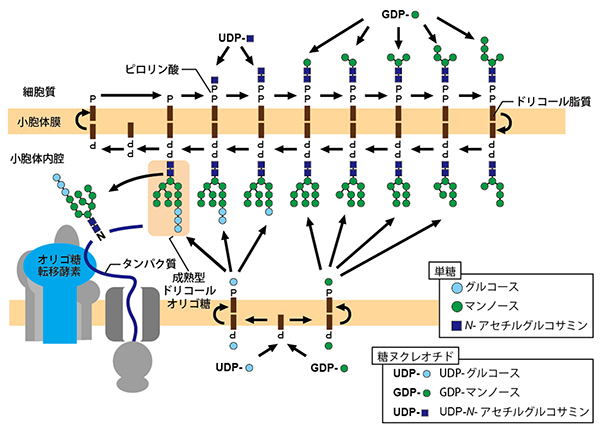 小胞体におけるドリコールオリゴ糖の生合成経路の図
