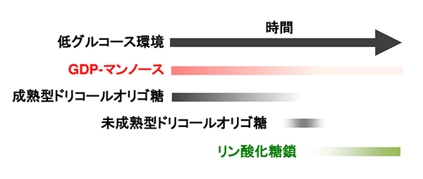 低グルコース環境下での糖ヌクレオチド、ドリコールオリゴ糖、リン酸化糖鎖の量的推移の図