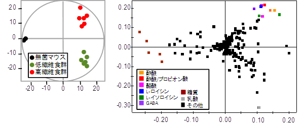 盲腸内容物に含まれる代謝産物のメタボローム解析の図