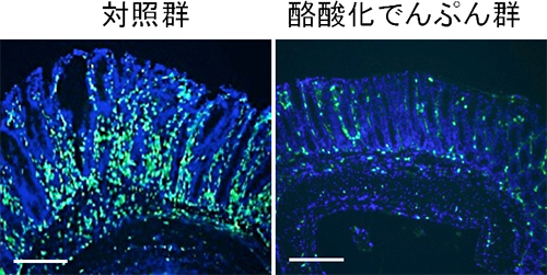 酪酸化でんぷん摂取による大腸炎抑制の図