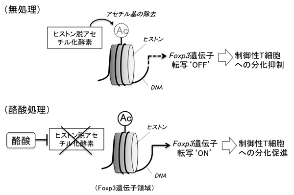 酪酸の制御性T細胞への分化誘導の図