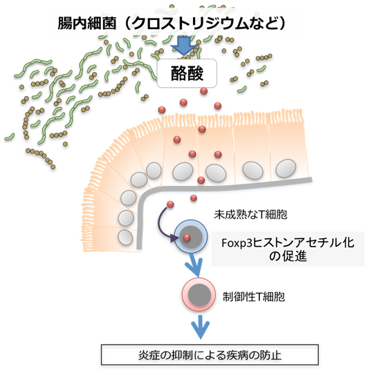 腸内細菌が生産する酪酸による制御性T細胞誘導メカニズムの図