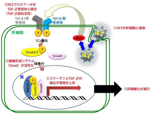 C型肝炎ウイルスの感染による肝線維化の進行メカニズムの図