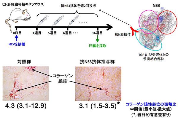 HCV感染マウスにおける抗NS3抗体のコラーゲン蓄積抑制作用の図