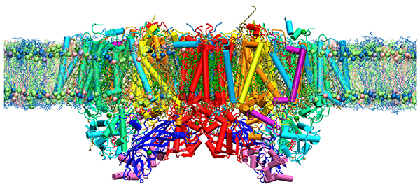 計算に用いたPSIIタンパク質のモデルの図