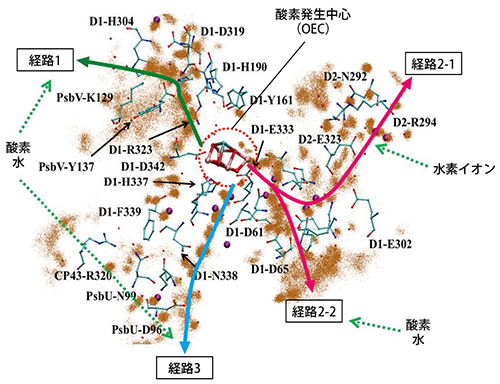 分子動力学計算によって得られた酸素、水、水素イオンの経路の図