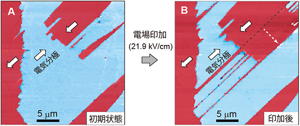電場印加前後における電気分極ドメイン分布図