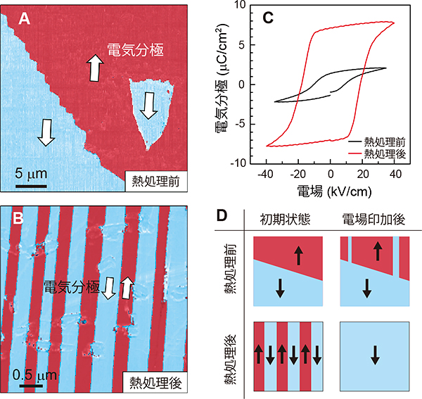 熱処理前後における電気分極反転、電気分極ドメイン分布の関係図