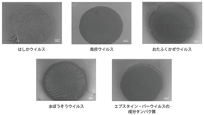 固定化した不活性化ウイルスの走査電子顕微鏡写真の画像