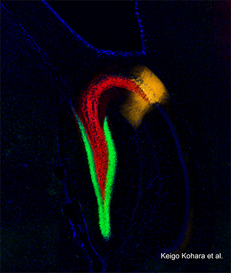海馬における歯状回（DG）からCA2への新しい記憶神経回路の画像