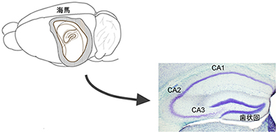 海馬、CA2、CA1、CA3、歯状回の図