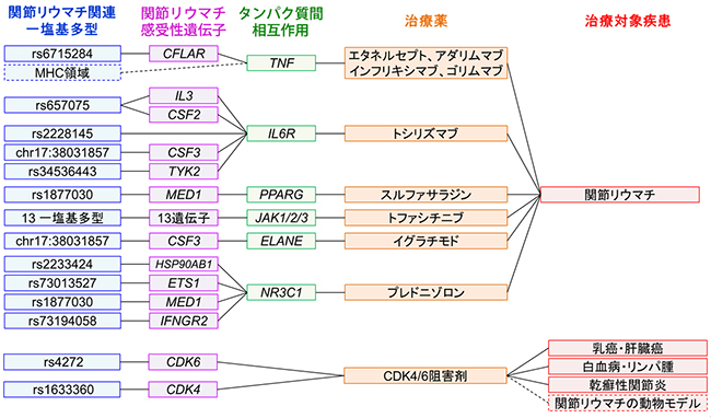 関節リウマチ感受性遺伝子と治療薬、治療対象疾患のつながりの図