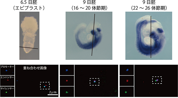 中脳の発生に伴うMeis2の発現と各DNA領域の立体での位置変化の図