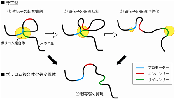 ポリコム複合体と染色体高次構造の変化モデル図