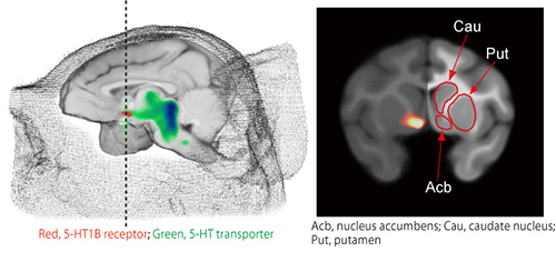 PET imaging: serotonin receptor in monkey brain