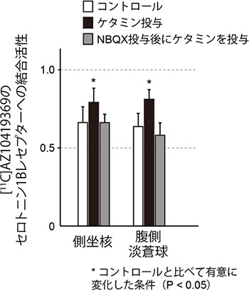 ケタミンによるセロトニン1B受容体活性の上昇に対するNBQX投与の影響の図