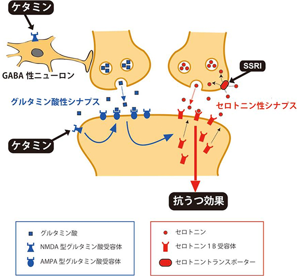 ケタミンにおける抗うつ作用の想定されるメカニズムの図