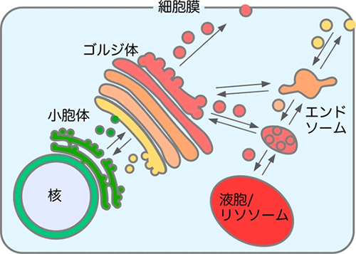 小胞輸送によるタンパク質の輸送の図