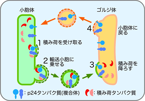 p24タンパク質複合体を介した積み荷タンパク質の輸送の図