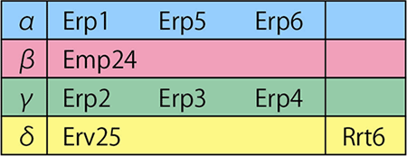 p24タンパク質の分類の図(α：Erp1、Erp5、Erp6。β：Emp24。γ：Erp2、Erp3、Erp4。δ：Erv25。Rrt6。)