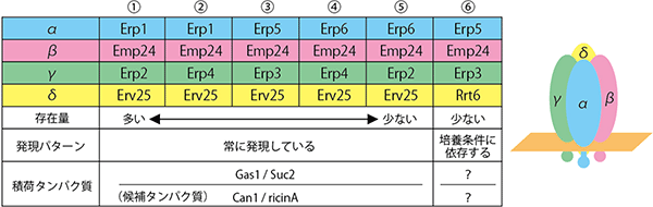 p24タンパク質複合体の種類とその性質（左）と四量体（右）の図