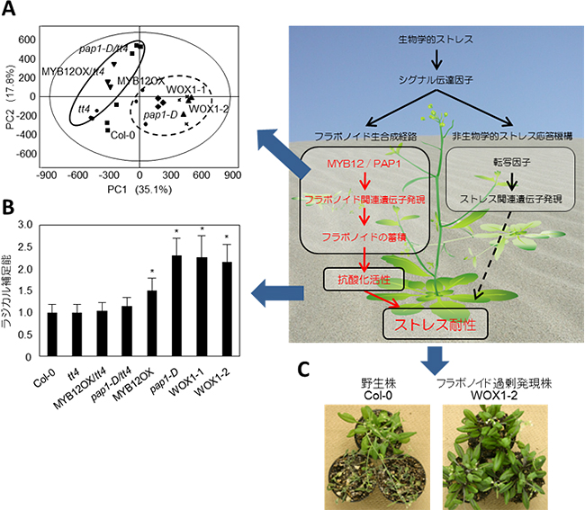 フラボノイドの高蓄積が酸化と乾燥ストレスへの耐性を高める 理化学研究所