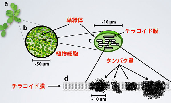 植物の葉に存在する葉緑体のイメージ図の画像