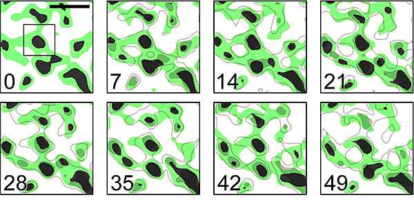 ヒメツリガネゴケのチラコイド膜構造の経時的変化の画像