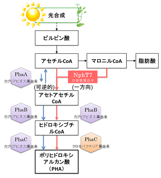 開発したPHA生産の代謝経路の図